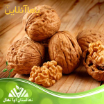 نهال گردو با اصالت و شناسنامه‌دار، مستقیم از نهالستان