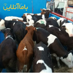 فروش گوساله