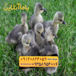 🐣🐣🐣 *جوجه غاز گوشتی*🐣🐣🐣