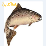 فروش ماهی قزل الا سالمون ،تخم ماهی بچه ماهی