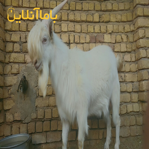 بز سانن نر