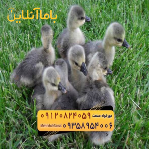 🐣🐣🐣 *جوجه غاز گوشتی*🐣🐣🐣