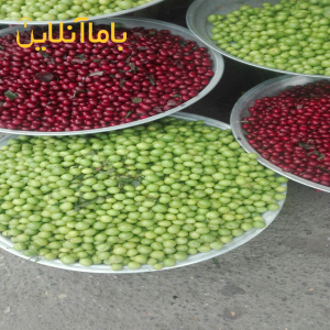 گوجه سبز درجه 1