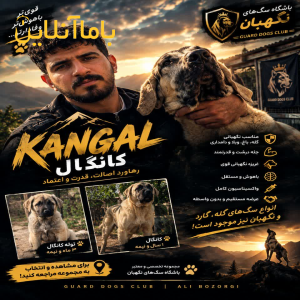 فروش تخصصی سگ گانگال اصیل